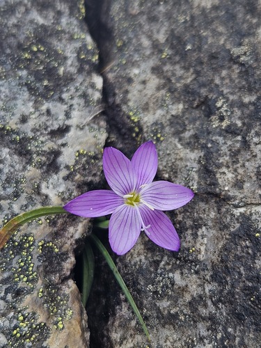 Geissorhiza nigromontana