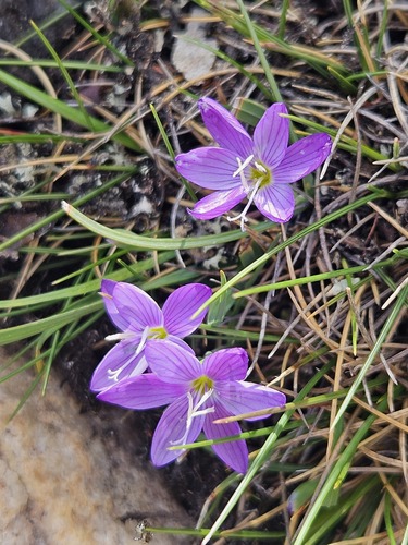 Geissorhiza nigromontana