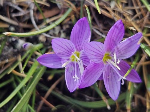 Geissorhiza nigromontana