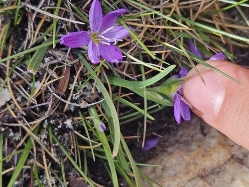 Geissorhiza nigromontana