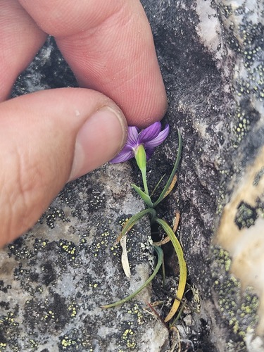Geissorhiza nigromontana