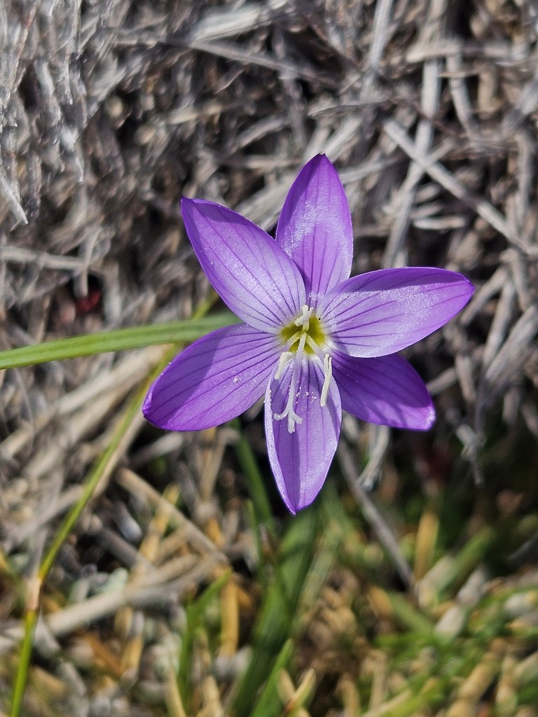 Geissorhiza nigromontana, Garden Route District Municipality, South Africa