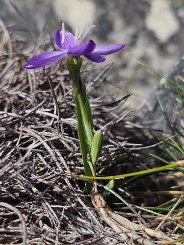 Geissorhiza nigromontana