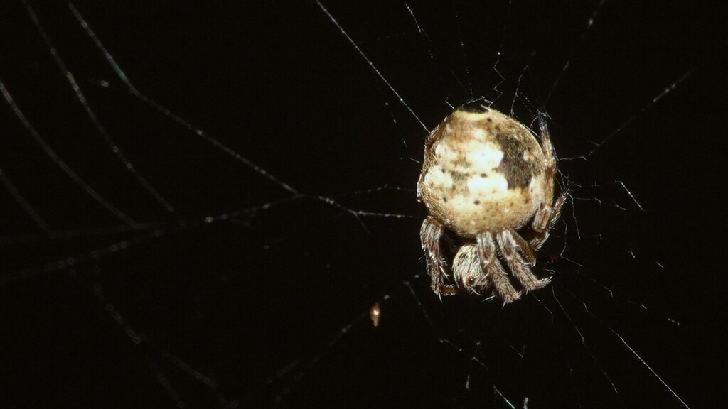 Hump Back Araneid Spider from Mahim Nature Park on November 29, 2023 at ...