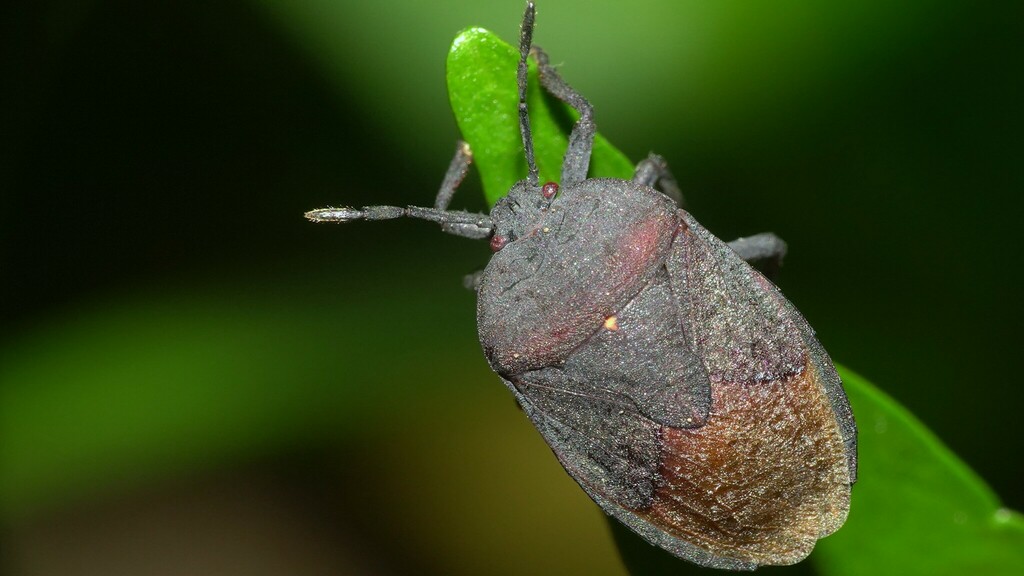 Cyclopelta siccifolia from Mahim Nature Park on November 29, 2023 at 09 ...