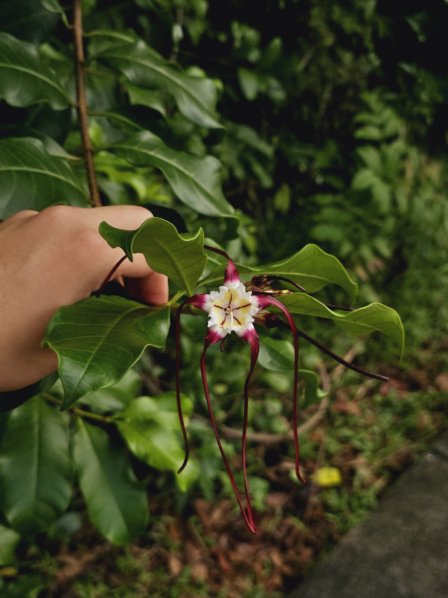 Strophanthus caudatus