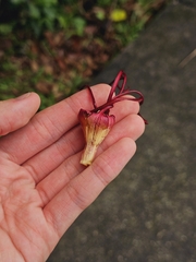 Strophanthus caudatus, photograph pbsg, CC BY, iNaturalist via GBIF