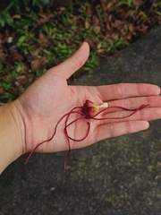 Strophanthus caudatus, photograph pbsg, CC BY, iNaturalist via GBIF
