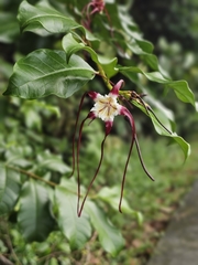 Strophanthus caudatus, photograph pbsg, CC BY, iNaturalist via GBIF