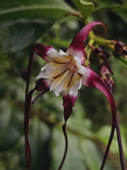 Strophanthus caudatus, photograph pbsg, CC BY, iNaturalist via GBIF