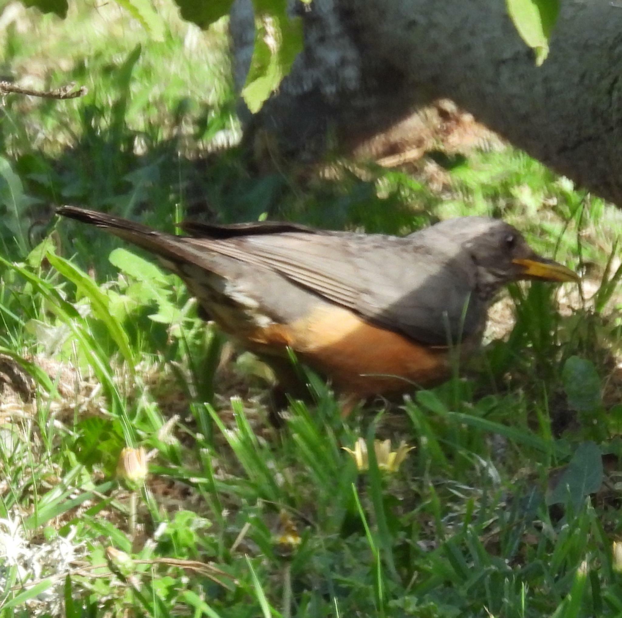 olive thrush