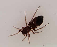 Micaria jeanae
