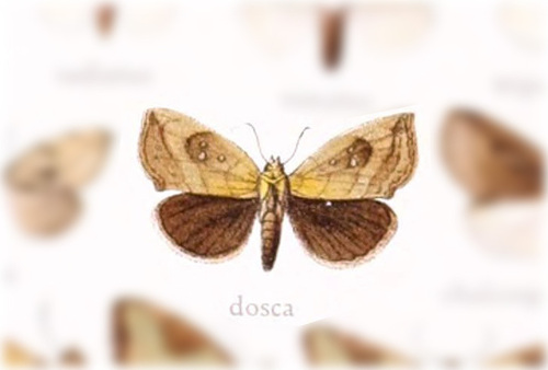 Satrapodes dosca