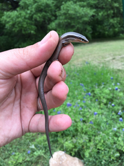 Plestiodon tetragrammus