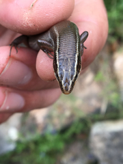 Plestiodon tetragrammus