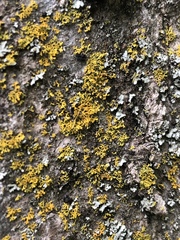 Candelaria concolor