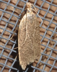 Psilocorsis reflexella