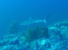 Carcharhinus galapagensis