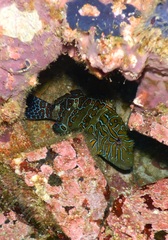 Cirrhitus rivulatus