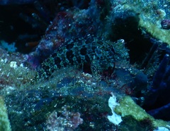 Gobioclinus dendriticus