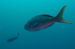 Cephalopholis colonus