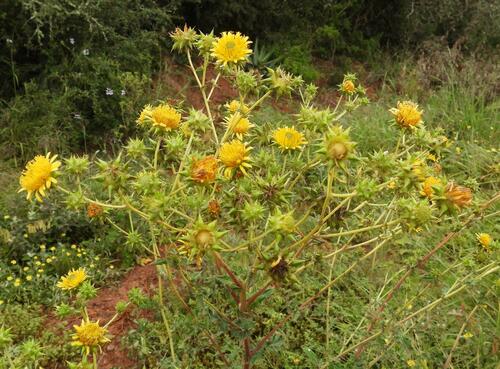 Variable African Thistle (Berkheya heterophylla)