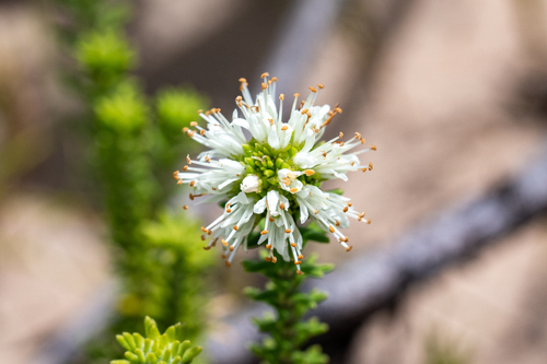 Campylostachys cernua (Campylostachys cernua)
