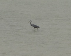 Egretta gularis