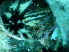 Gobioclinus dendriticus