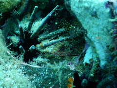 Gobioclinus dendriticus