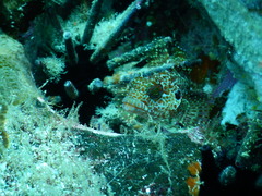 Gobioclinus dendriticus