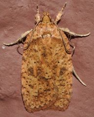Agonopterix thelmae