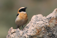 Oenanthe hispanica