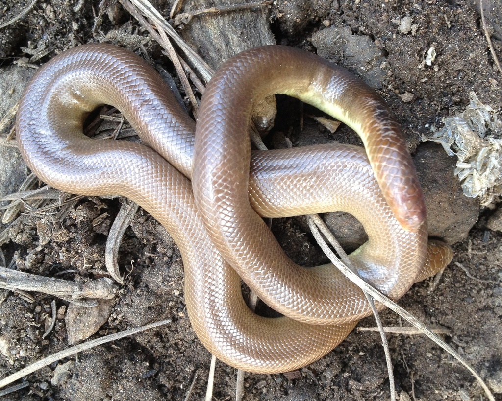 Southern Rubber Boa (Southern California Reptiles and Amphibians ...