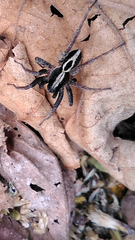 Alopecosa albofasciata