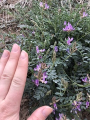 Astragalus nothoxys
