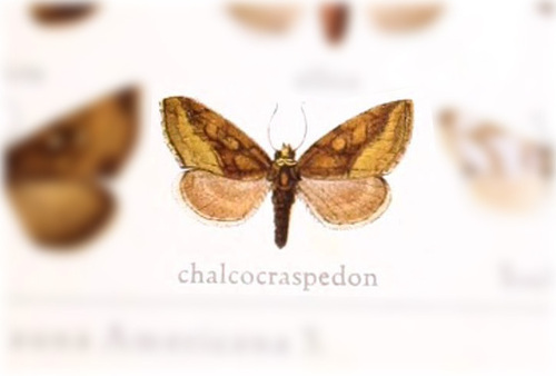 Cuahtemoca chalcocraspedon