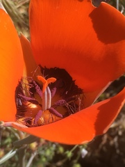 Calochortus kennedyi kennedyi