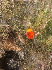 Calochortus kennedyi kennedyi