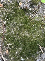 Bryophyta