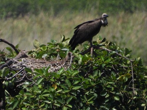 White-backed Vulture