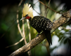 Blond-Crested Woodpecker photo 2