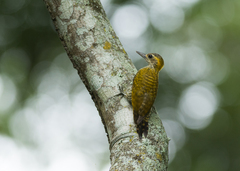 Yellow-Eared Woodpecker photo 2