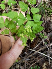 Osmorhiza brachypoda