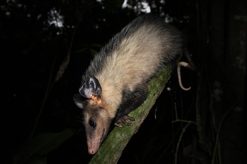 Big-eared Opossum