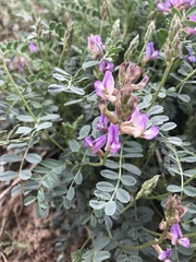Astragalus nothoxys