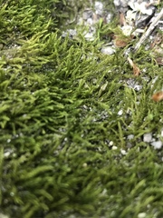 Bryophyta