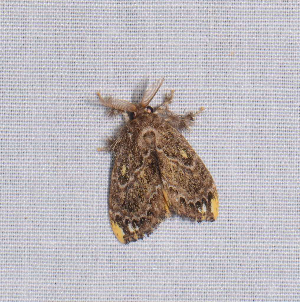 Cozola subrana (Cozola subrana)