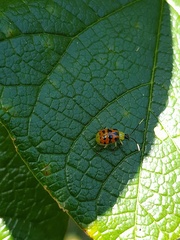 Diabrotica limitata