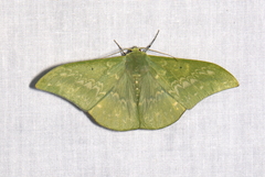 Tanaorhinus malayanus